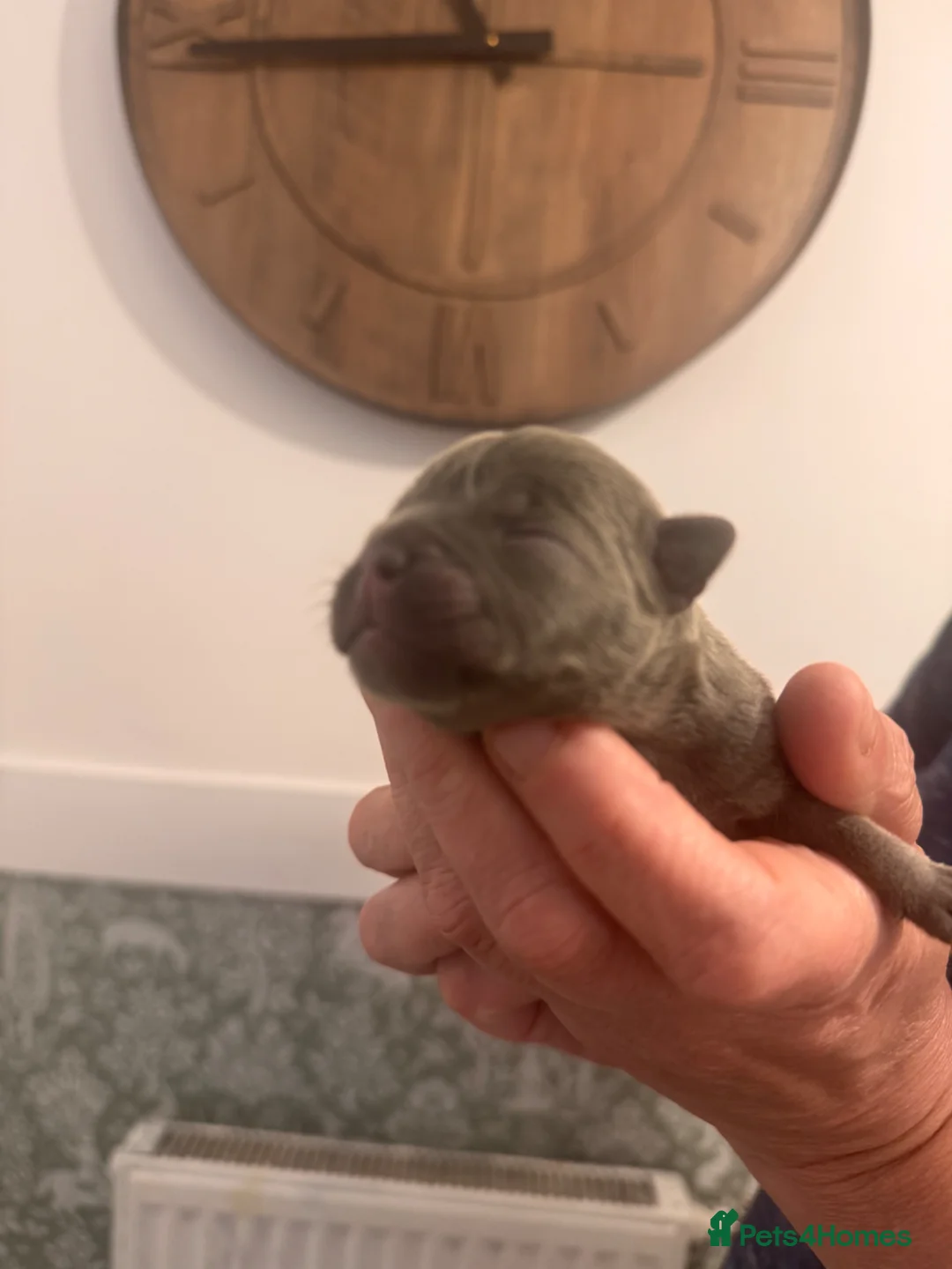 French Bulldog dogs for sale: French bulldog puppies  - Advert 2