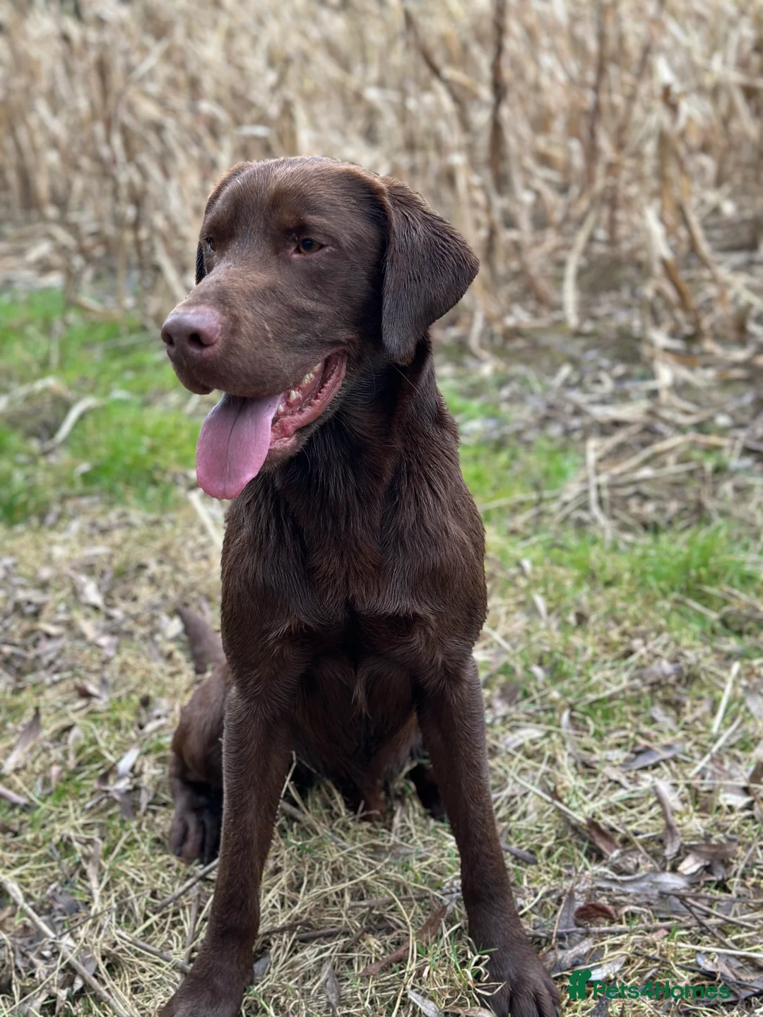 Labrador Retriever dogs for stud: Handsome fully health tested Chocolate labrador in Tewkesbury - Advert 5