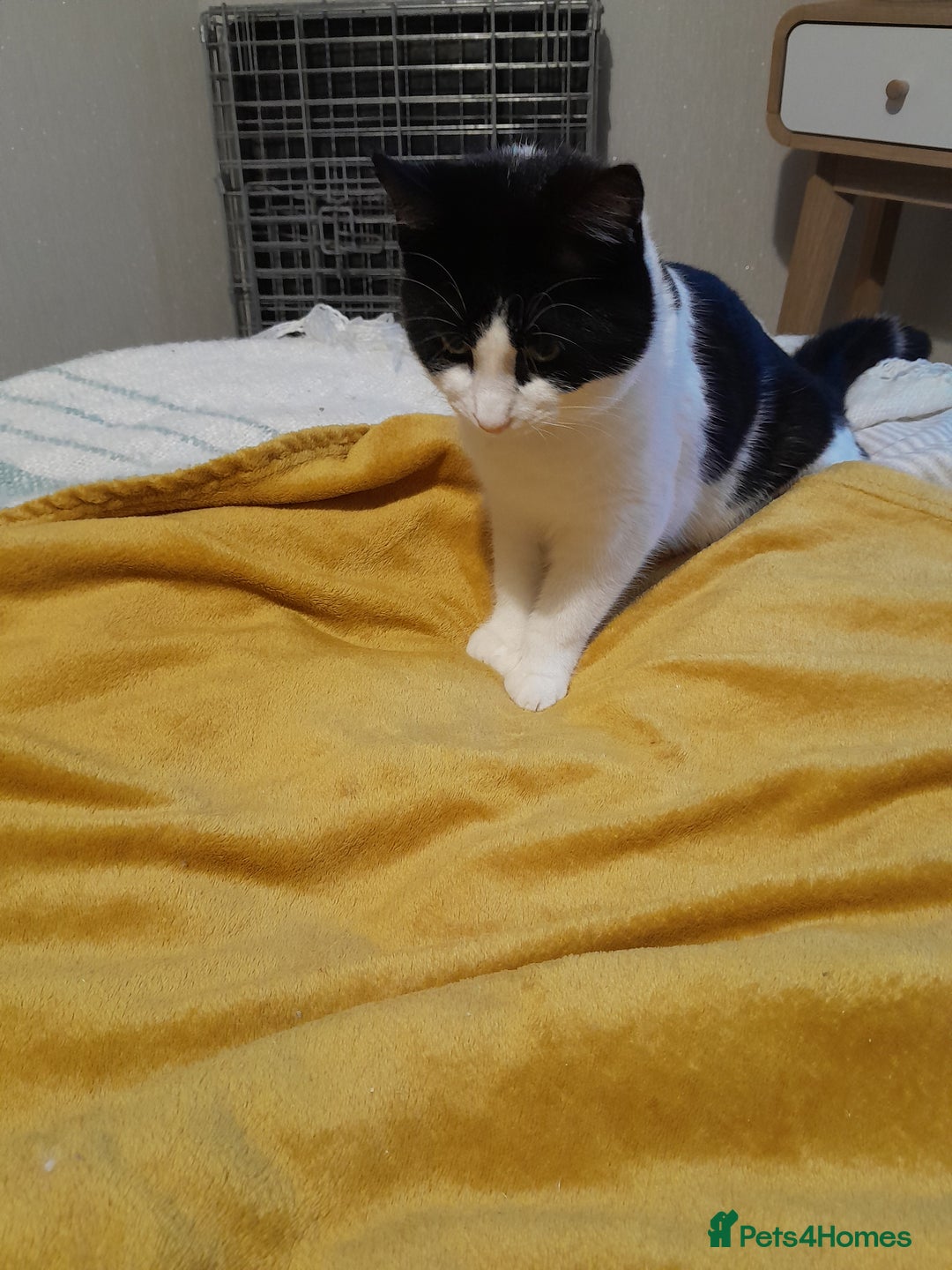 Mixed Breed cats for sale: Rare Polydactyl Boy and Sister - Advert 3