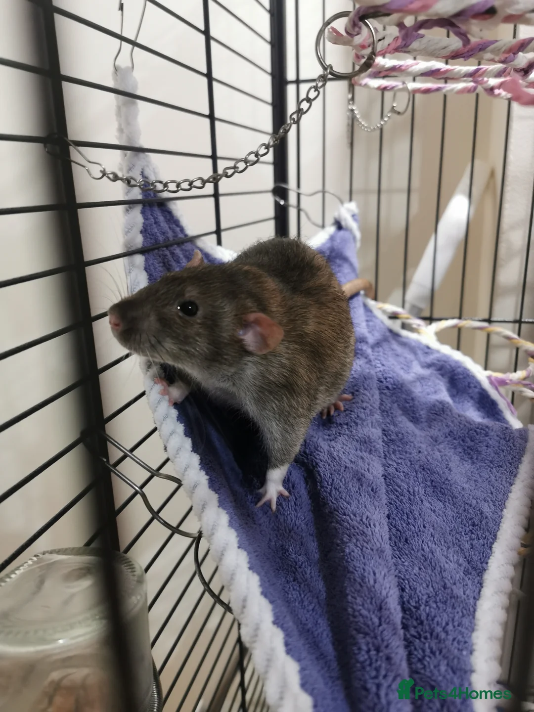 Rat rodents for sale: Free rats male with cage and accessories  - Advert 10