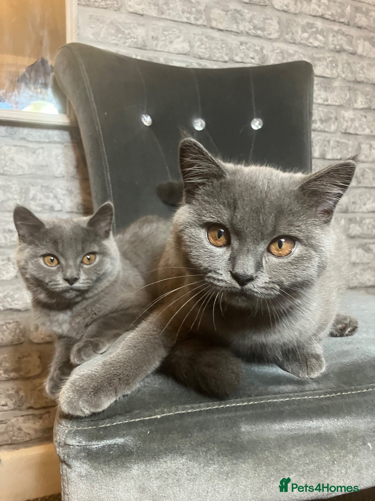 British Shorthair cats 💙 British Shorthair 💙 - Advert 13