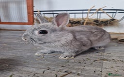 Netherland Dwarf rabbits for sale: 8 week old grey/silver Netherland dwarf female - Image 1
