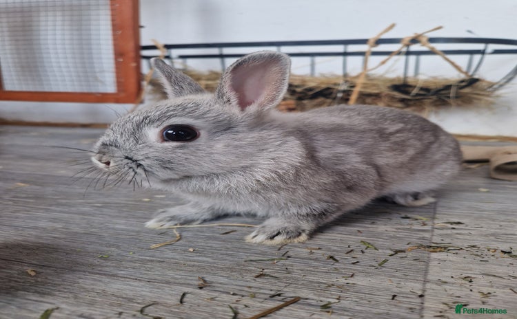 Netherland Dwarf rabbits - Advert 1