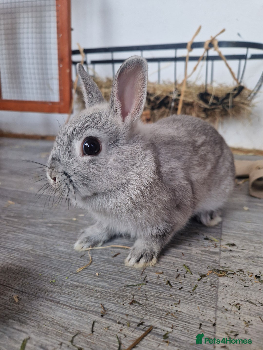 Netherland Dwarf rabbits for sale: 8 week old grey/silver Netherland dwarf female - Image 1