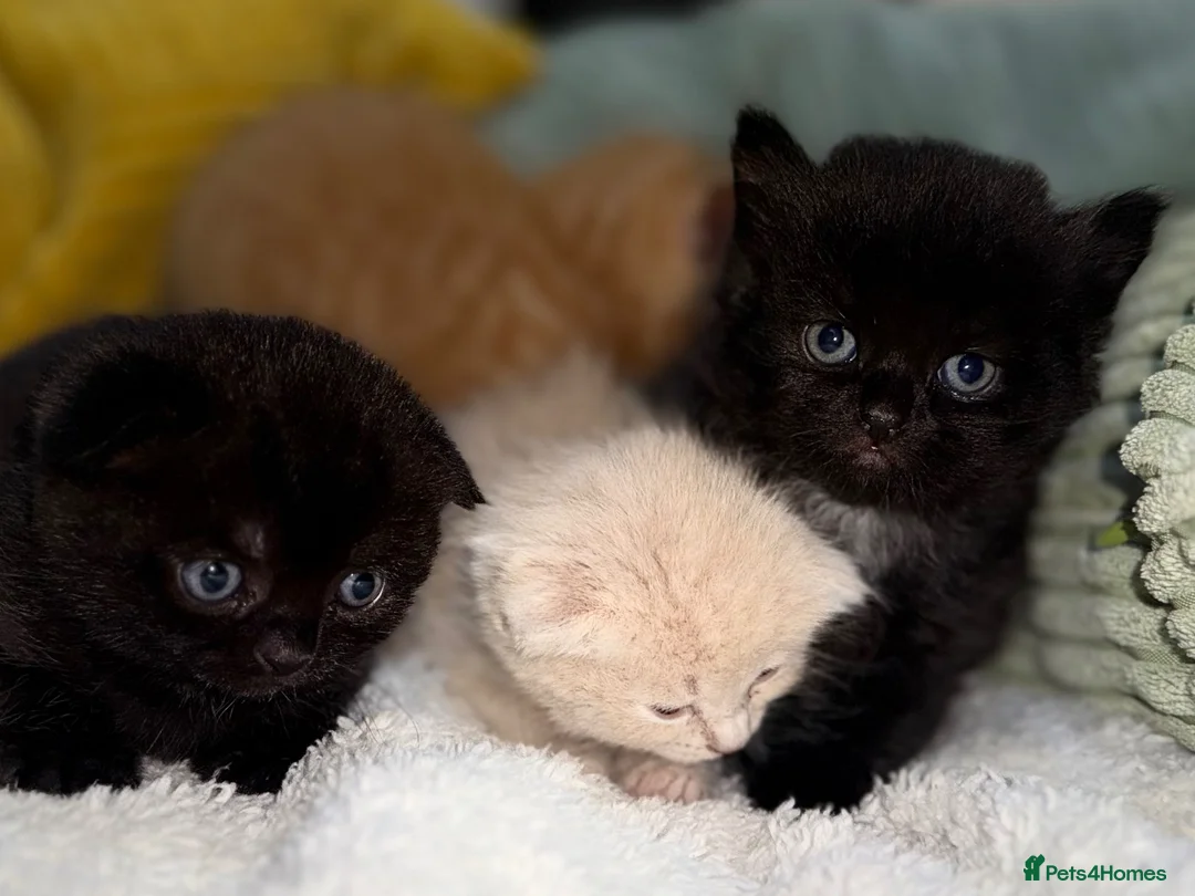 Scottish Fold cats for sale: Scottish fold and straight  in Bournemouth - Advert 2