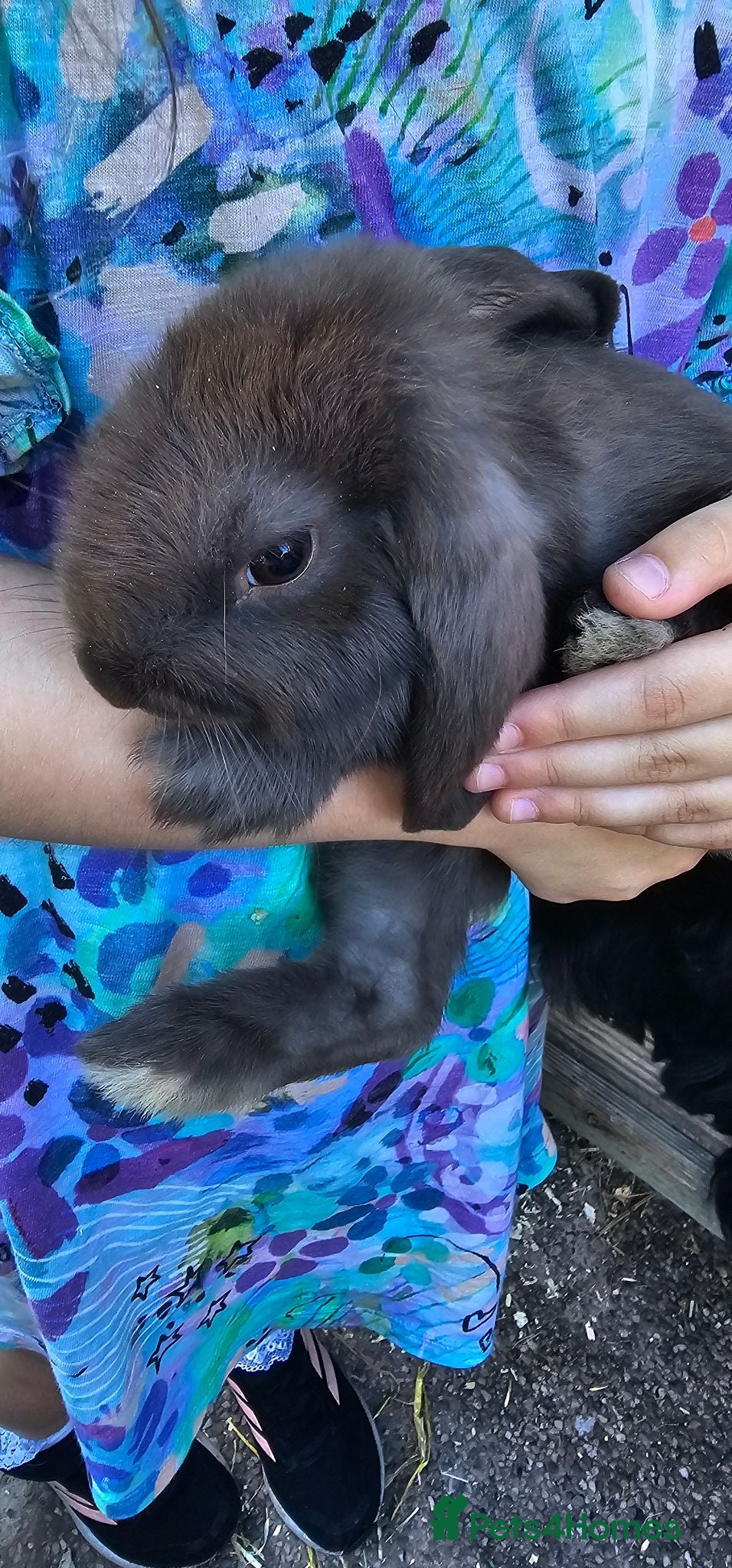 French Lop rabbits French lop - Advert 16
