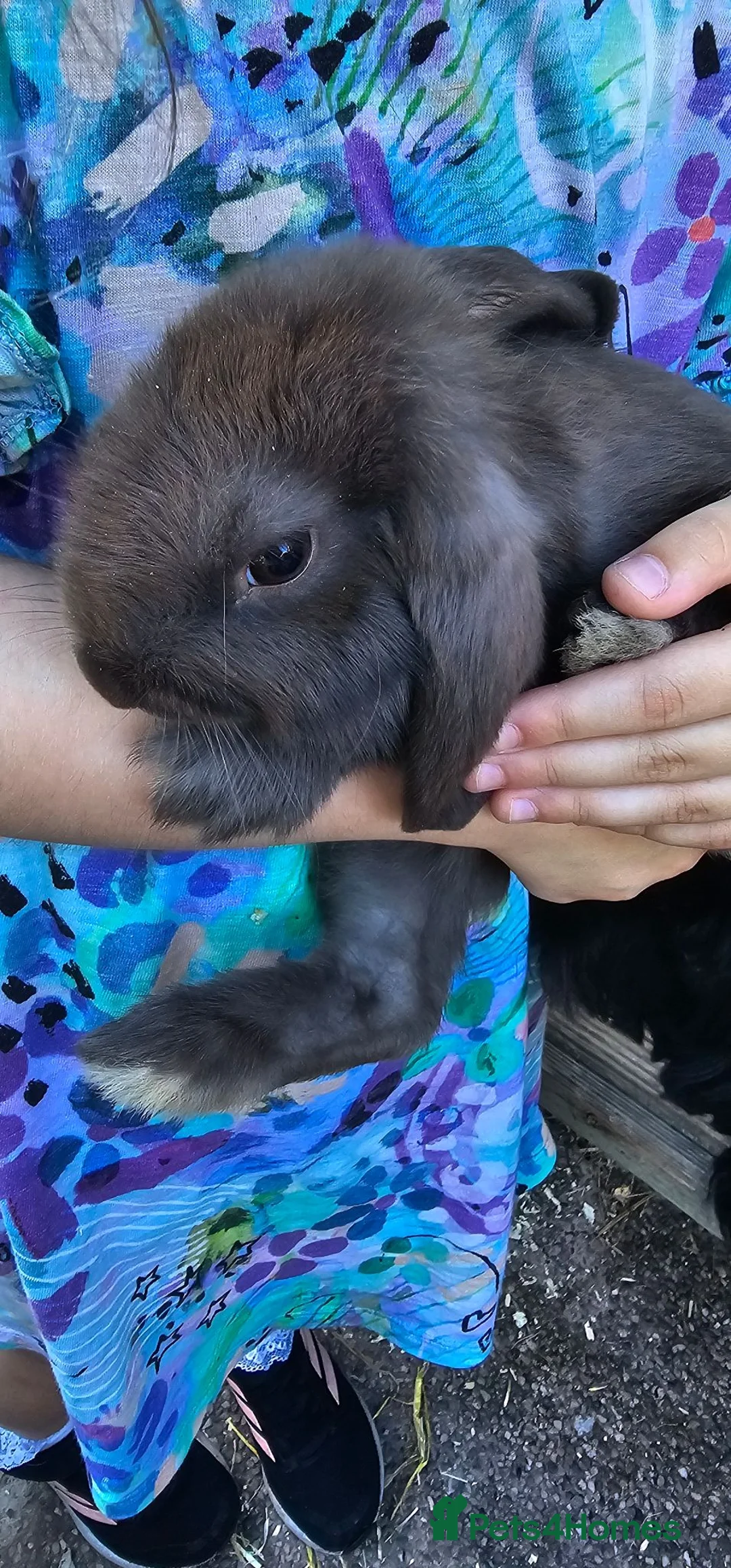 French Lop rabbits for sale: French lop - Advert 1