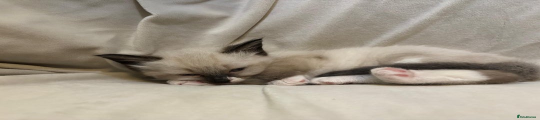 Ragdoll Kitten 2