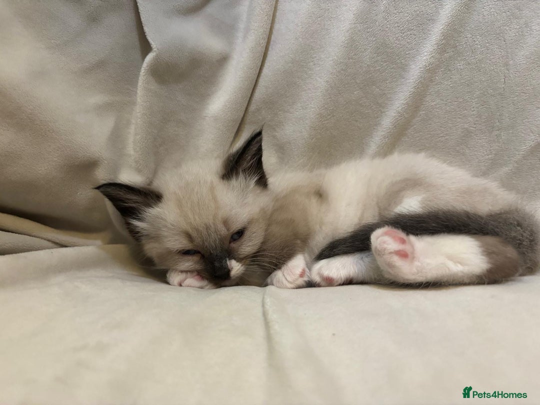 Ragdoll cats for sale: Beautiful Ragdoll kittens - Image 8