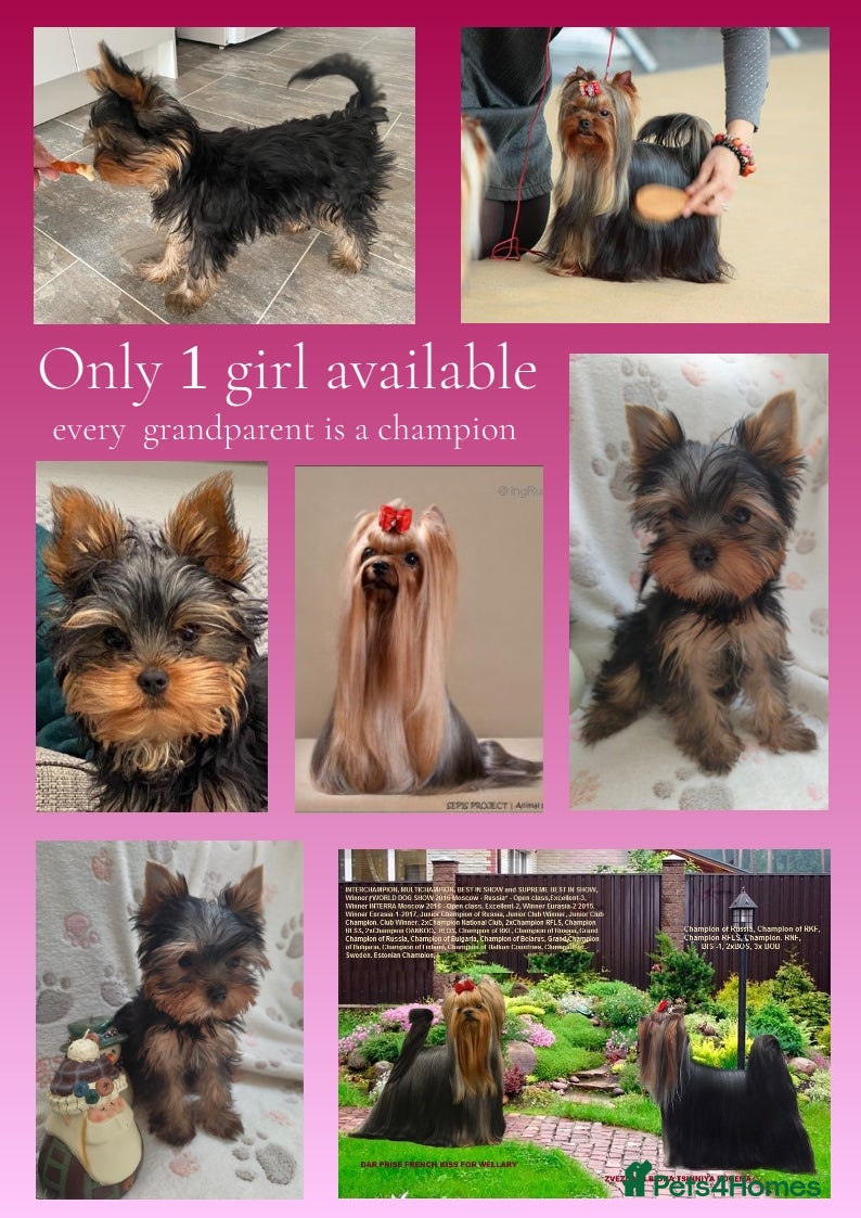 Yorkshire Terrier dogs KC reg, 17 Champions Bloodline, - Advert 18