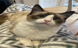 Ragdoll cats for sale: 6 Adorable Ragdoll kittens  - Image 13