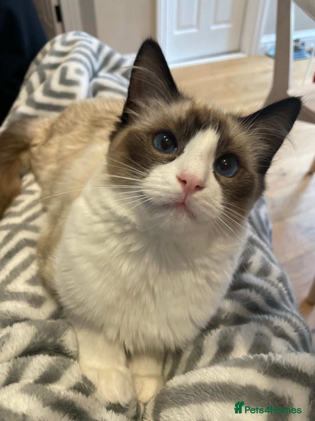 Ragdoll cats for sale: 6 Adorable Ragdoll kittens  - Image 13