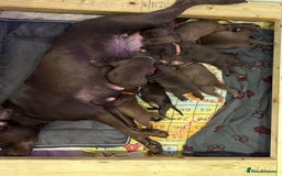 American Bull Staffy dogs for sale: Staffy Bull Puppies - Image 28