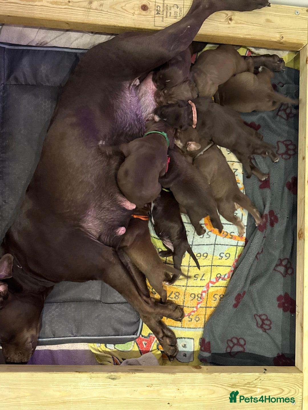 American Bull Staffy dogs for sale: Staffy Bull Puppies - Image 28