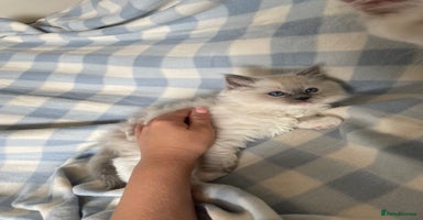 Ragdoll cats - Advert 3