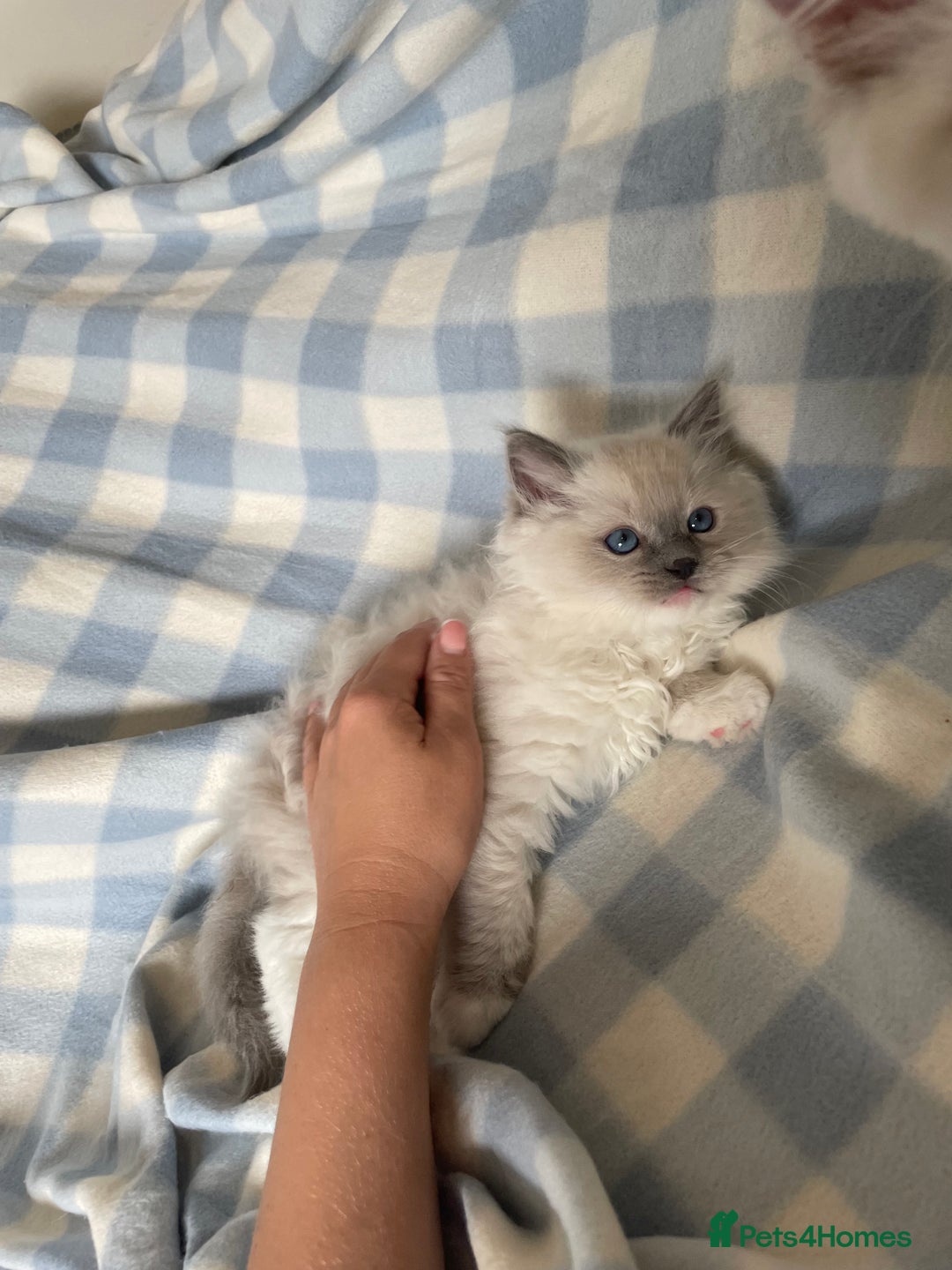 Ragdoll cats for sale: 🌸Extensively health tested Tica reg. kittens🌸 - Image 3