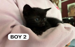 British Shorthair cats for sale: Friendly and beautiful kittens - ready now  - Image 4