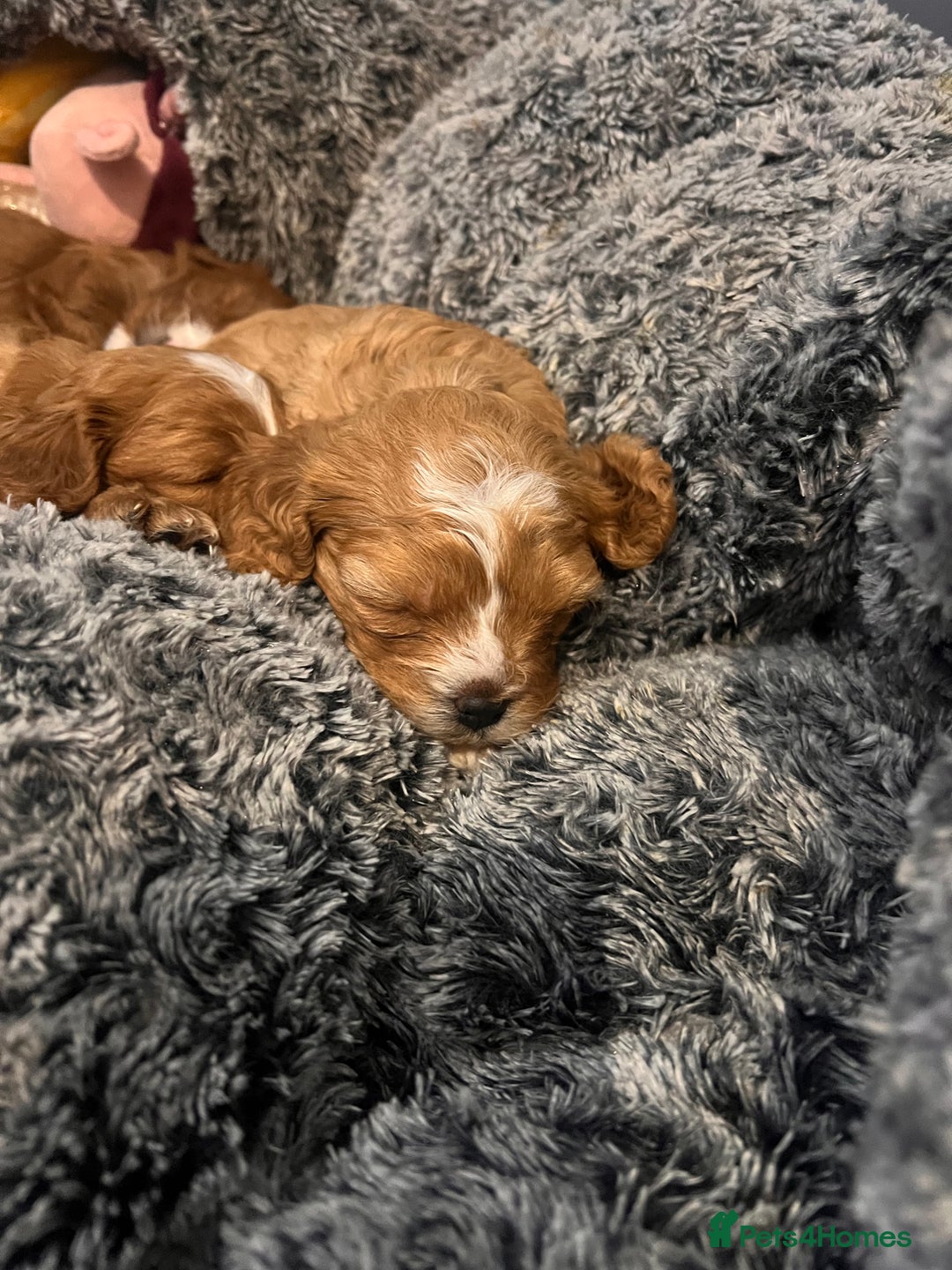 Cavapoo dogs for sale: Cavapoo Puppies - Advert 2