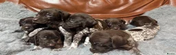 German Shorthaired Pointer dogs for sale: Dorothea and Marjorie - Advert 8
