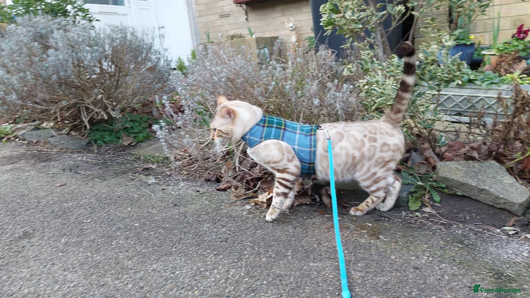 Bengal cats for stud: AMAZING SNOW LYNX STUD BENGAL TICA reg  in Harlow - Advert 14