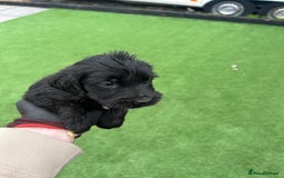 Mixed Breed dogs for sale: Here we have our last 3 pups of our litter  - Image 9