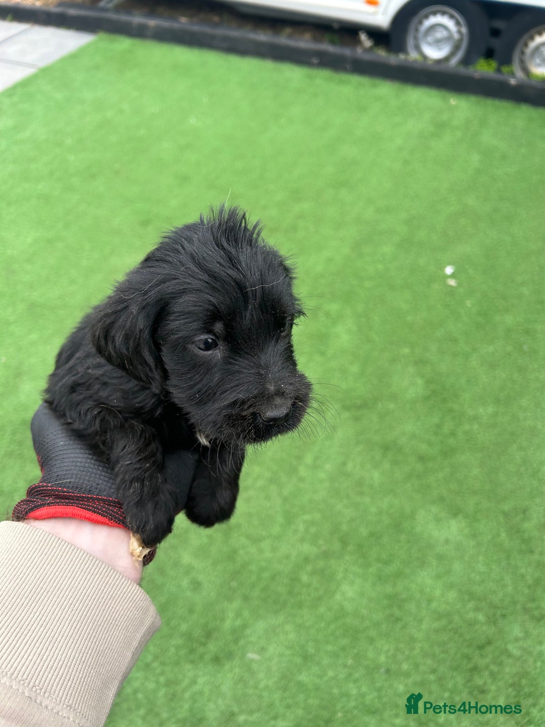 Mixed Breed dogs for sale: Here we have our last 3 pups of our litter  - Image 9