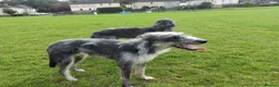 Lurcher dogs for sale: Handsome Lurcher x deerhound - Advert 3
