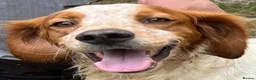 Brittany Spaniel dogs for adoption: Troy - Brittany Spaniel  in Ashford - Advert 3