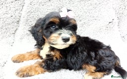 Cockapoo dogs for sale: Cockerpoo puppies - Image 4