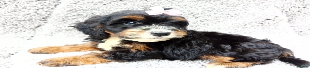 Cockapoo Puppy 3