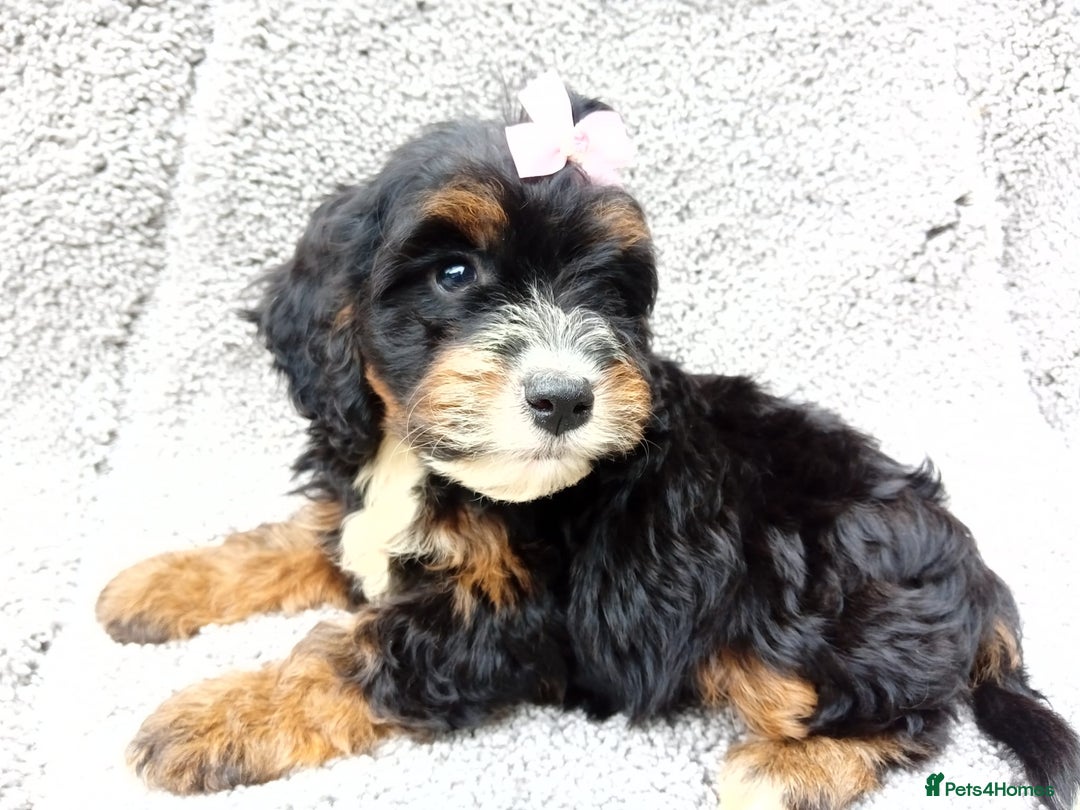 Cockapoo dogs for sale: Cockerpoo puppies - Image 4