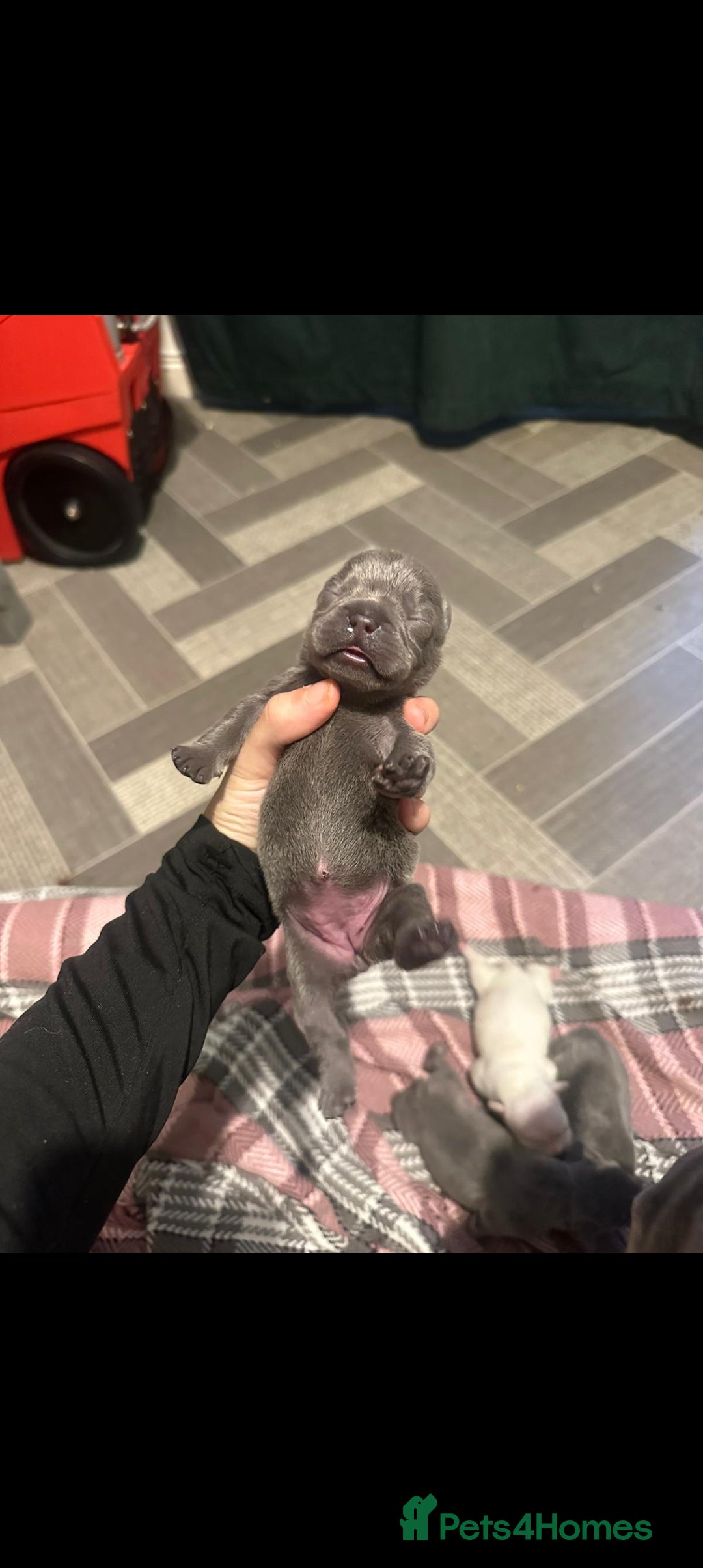 French Bulldog dogs for sale: French bulldog pups  - Image 8