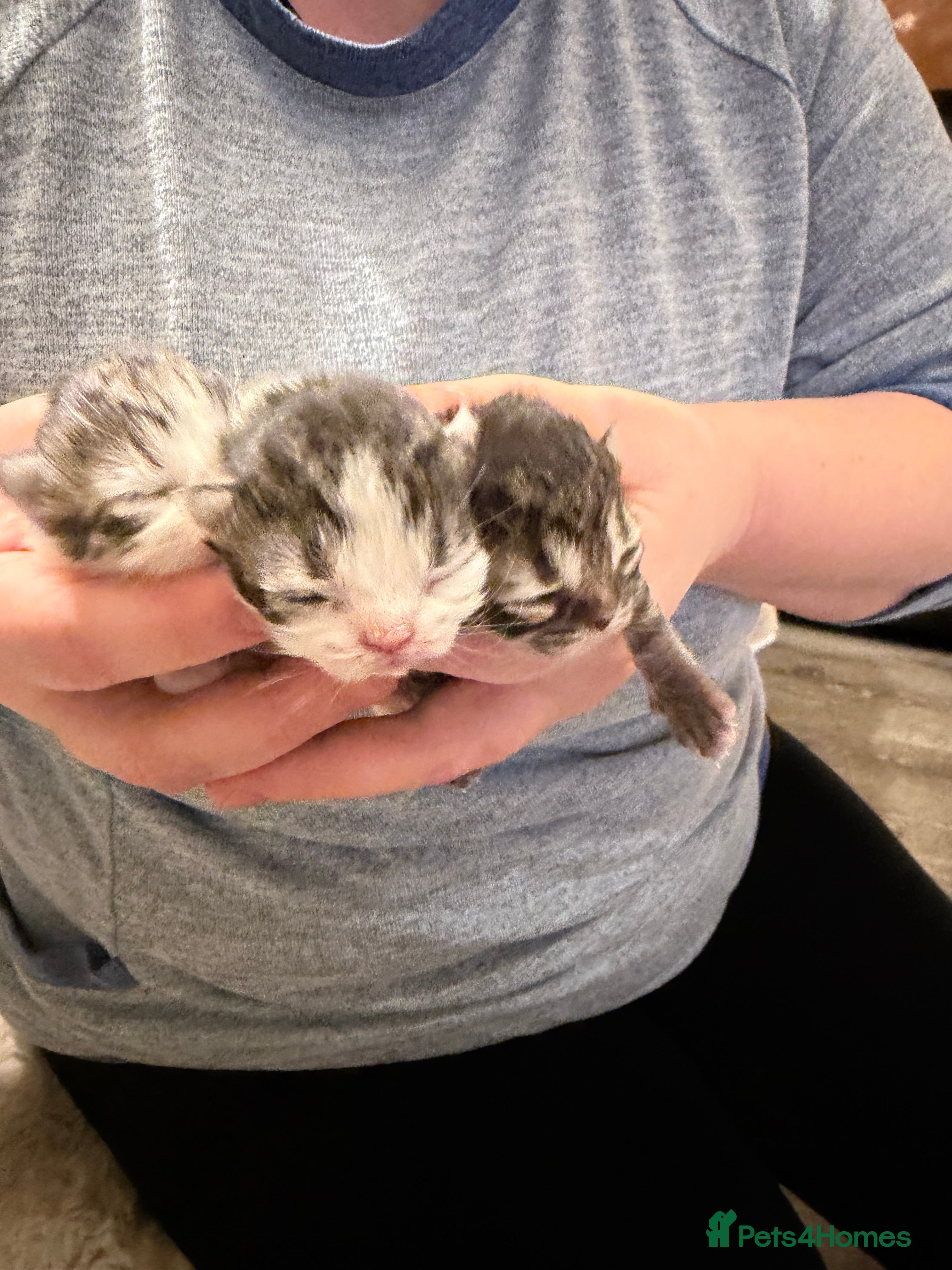 Exotic cats Beautiful exotic Persian babies - Advert 4