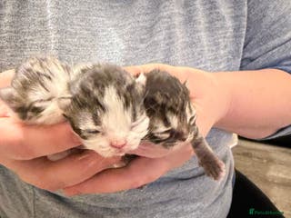 Exotic cats Beautiful exotic Persian babies - Advert 2