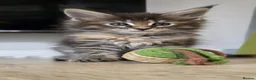Maine Coon cats for sale: Beautiful, well handled Maincoon kittens  - Advert 5