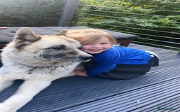 Akita dogs for sale: Rehoming our beloved family dog - Image 1