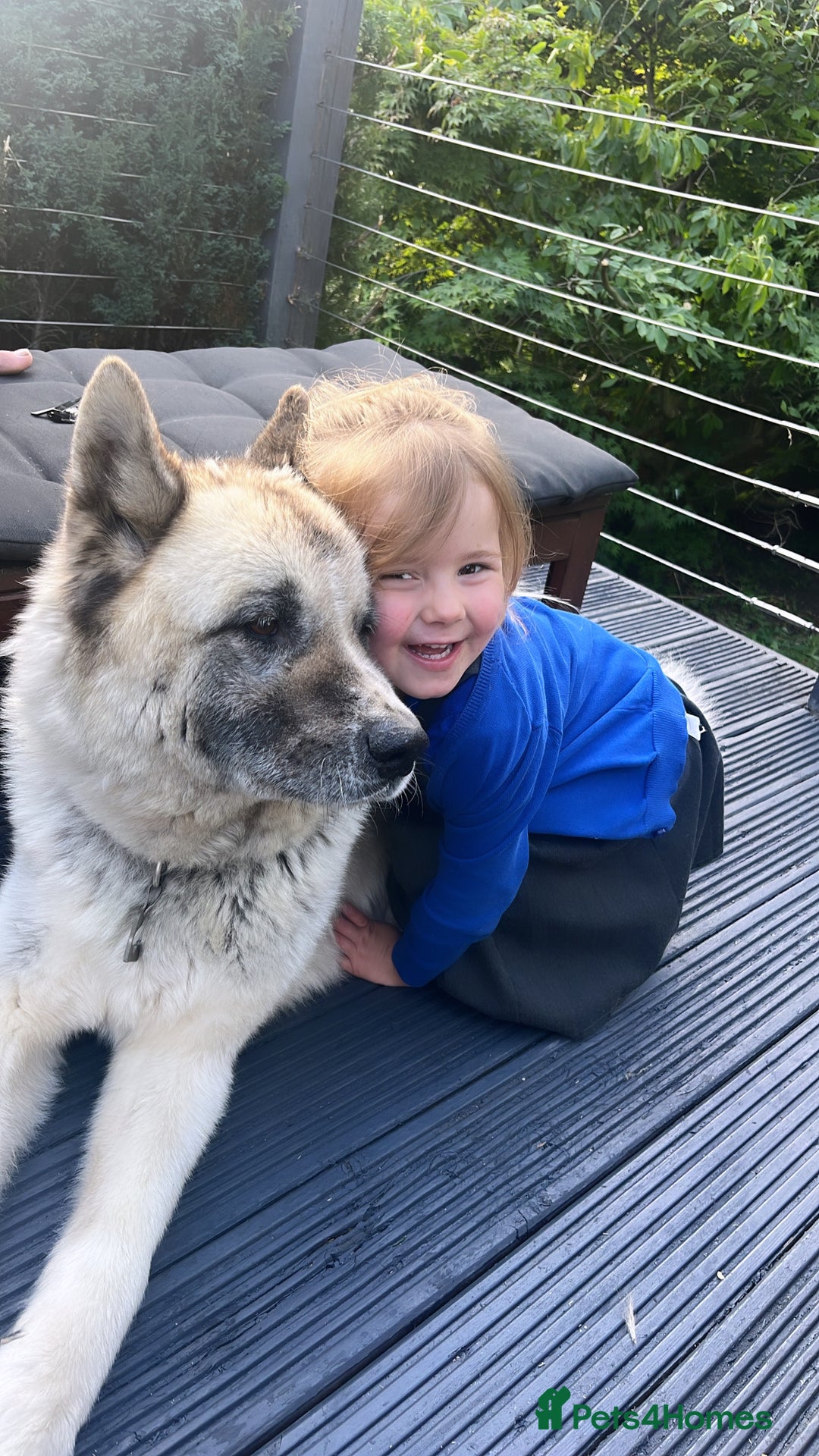 Akita dogs for sale: Rehoming our beloved family dog - Image 1