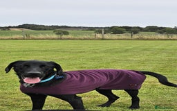 Mixed Breed dogs for adoption: Brodie is desperate for his forever home  - Image 5