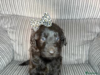 Mixed Breed dogs 2 girl & 2 boy labradoodles ready to go 11th Feb. - Advert 4