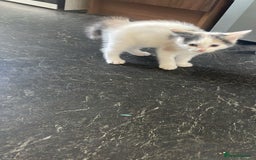 Domestic Shorthair cats for sale: 4 beautiful mixed kittens - Image 12