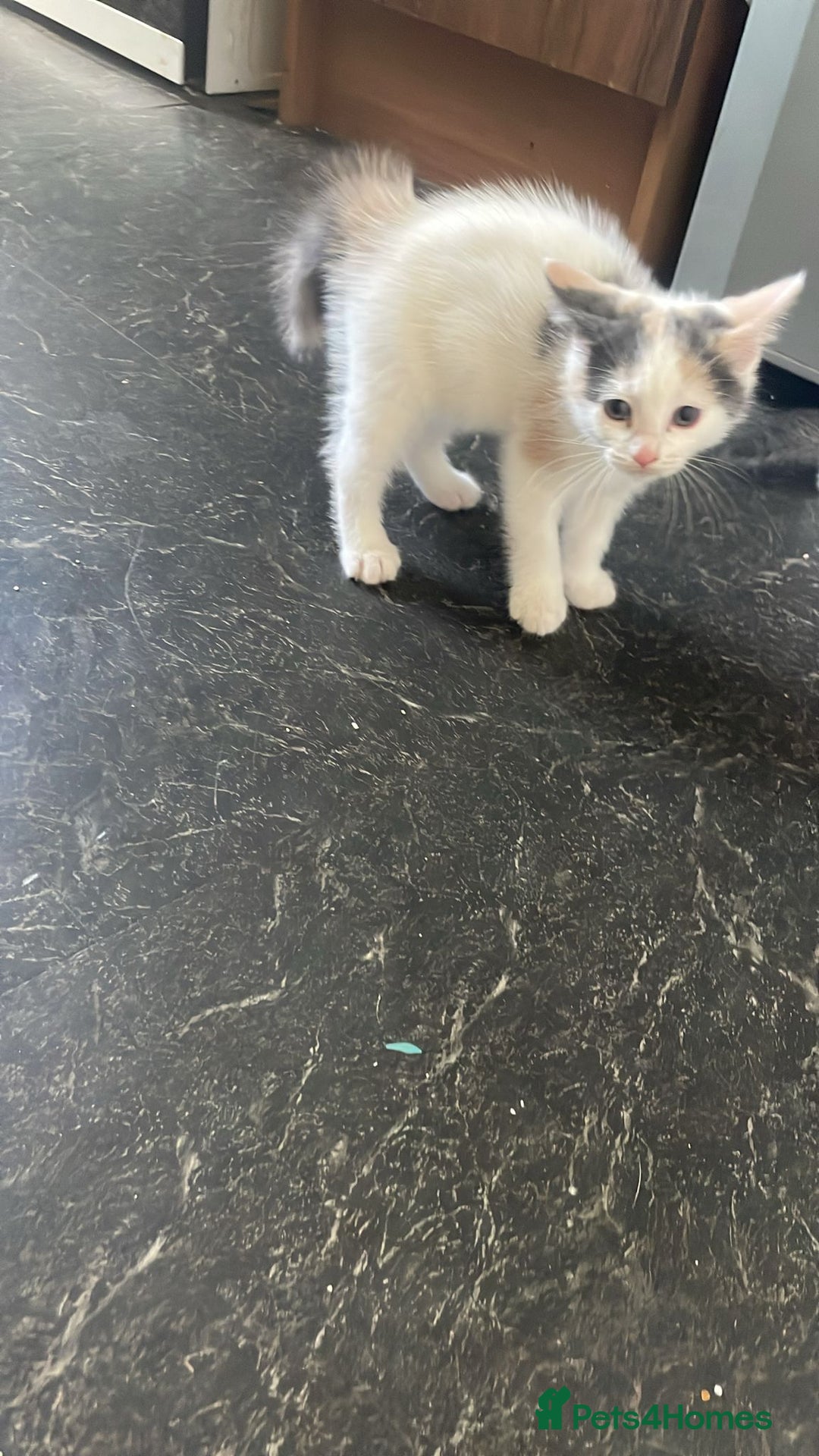 Domestic Shorthair cats for sale: 4 beautiful mixed kittens - Image 12