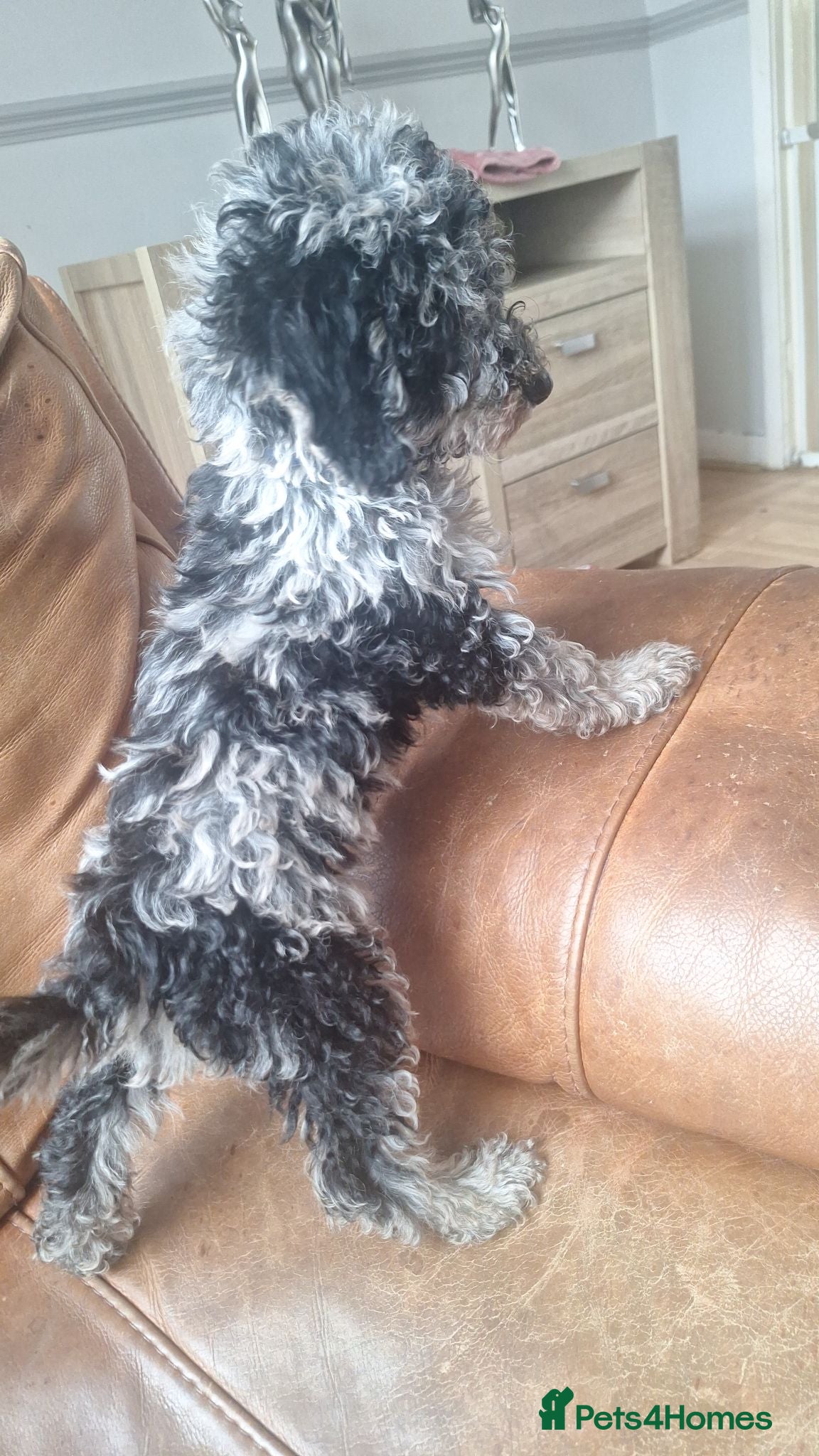 Miniature Poodle dogs miniature poodle puppies  - Advert 3