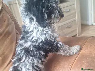 Miniature Poodle dogs miniature poodle puppies - Advert 4