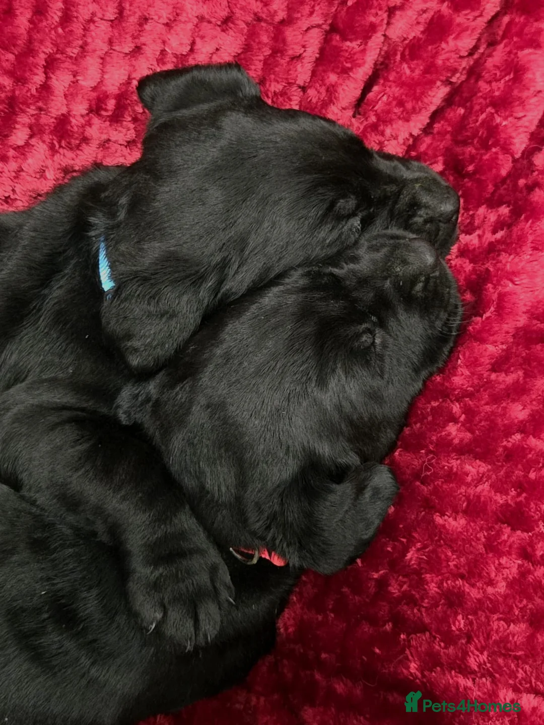 Labrador Retriever dogs for sale: Black Labrador Puppies  - Advert 8