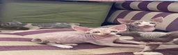Devon Rex cats for sale: Beautiful pure Devon Rex kittens  - Advert 18
