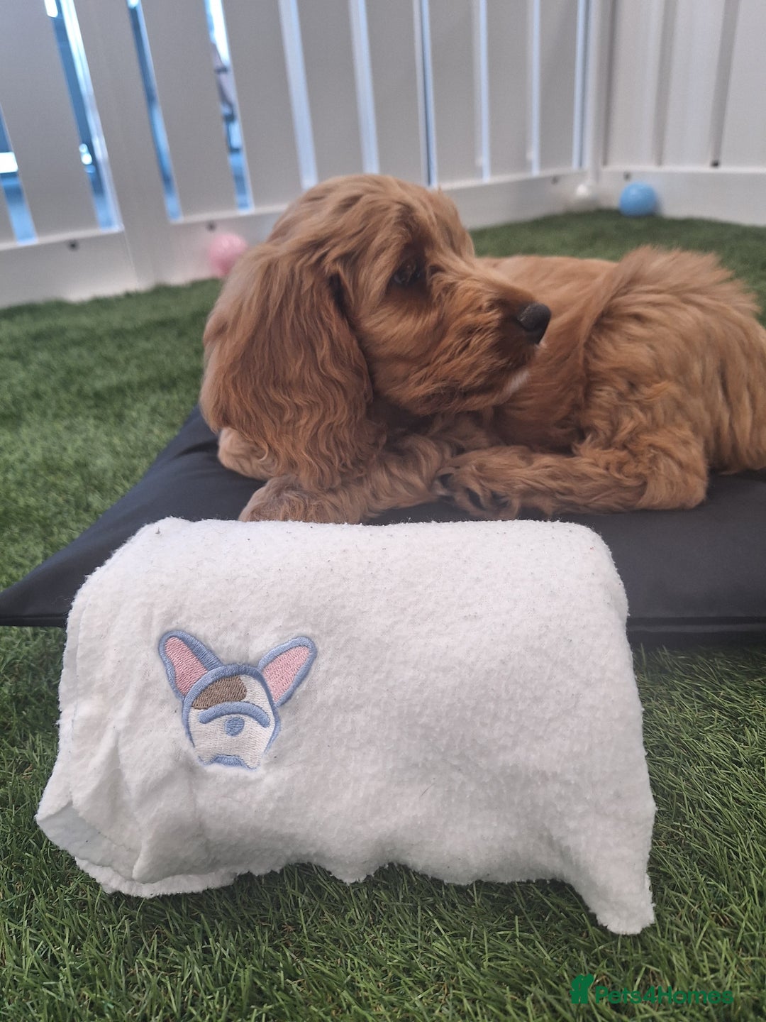 Cockapoo dogs for sale: Beautiful cockapoo puppies  - Image 11