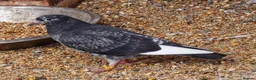 Pigeons birds for sale: White Tumbler baby pigeon for sale - Advert 3