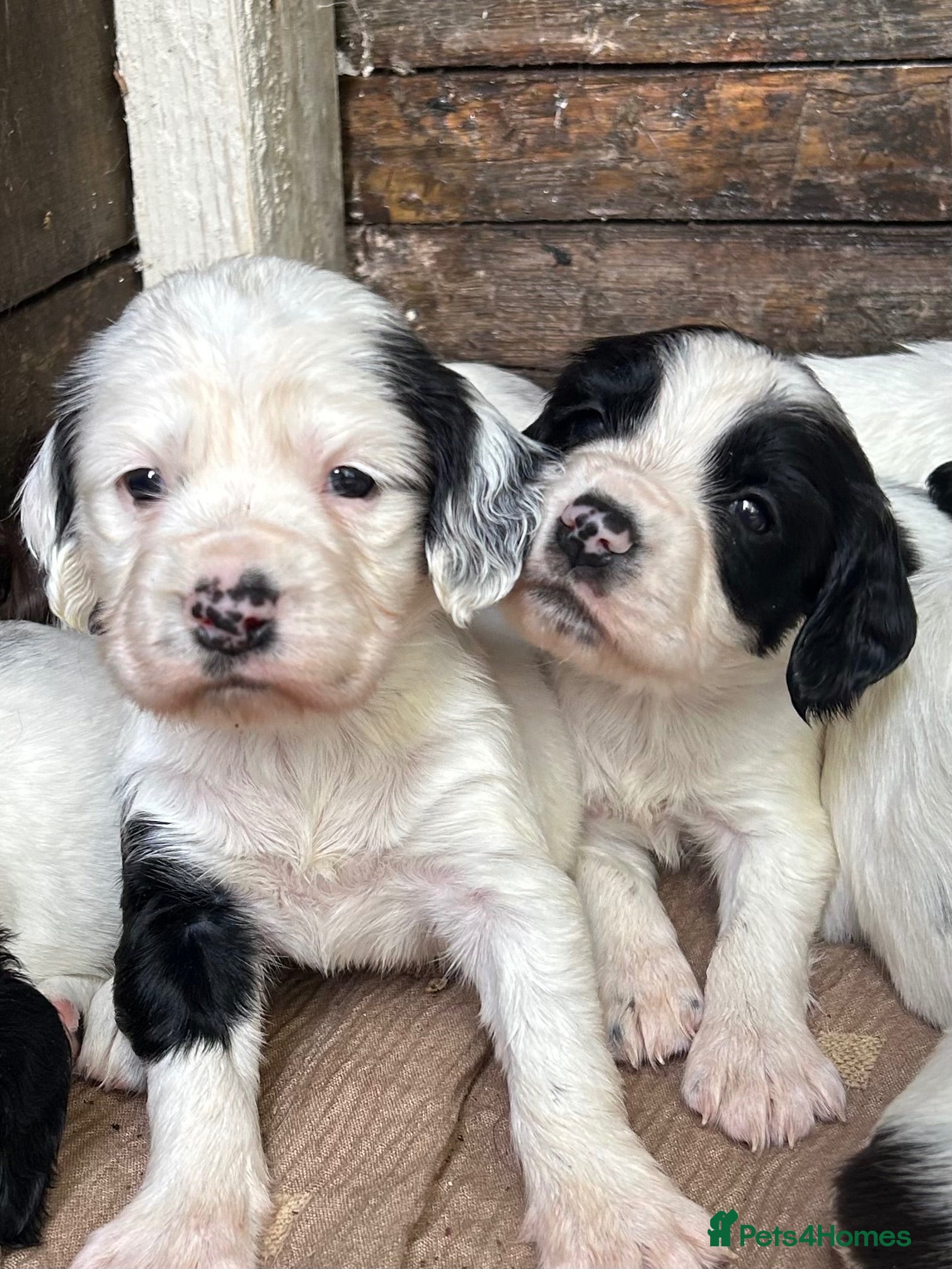 English Springer Spaniel dogs Striking Traditional English Springer Spaniel pups - Advert 18
