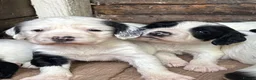 English Springer Spaniel dogs for sale: Striking Traditional English Springer Spaniel pups - Advert 1