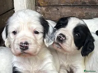 English Springer Spaniel dogs Striking Traditional English Springer Spaniel pups - Advert 8